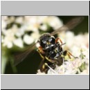 Ectemnius rubicola - Grabwespe 01d 10mm Paarung - Niedringhaussee - Waldrand.jpg